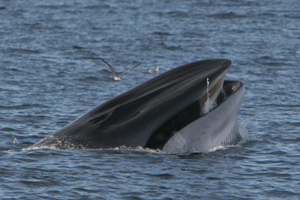 Fin whale lunge feeding 12/11/07 East of Mizen Head © Padraig Whooley, IWDG